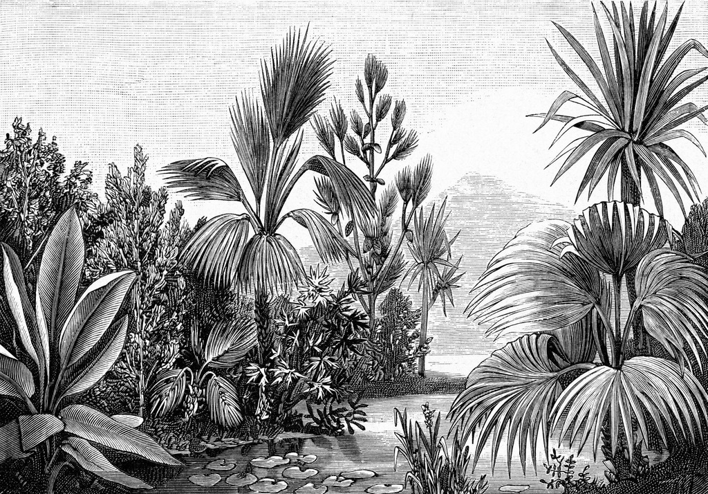 Fotomural de Papel tapiz XL paisaje tropical blanco y negro 154158953 154-158953