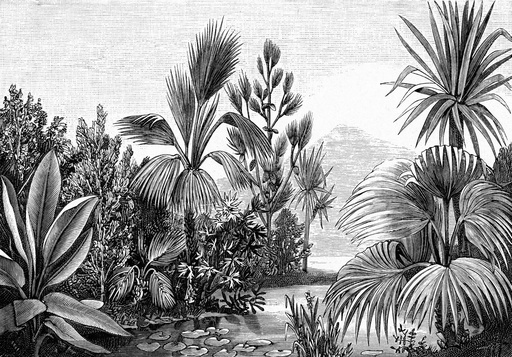 [158953] Fotomural de Papel tapiz XL paisaje tropical blanco y negro 154158953 154-158953